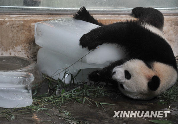 武汉大熊猫枕着冰块吹空调--商丘新闻网