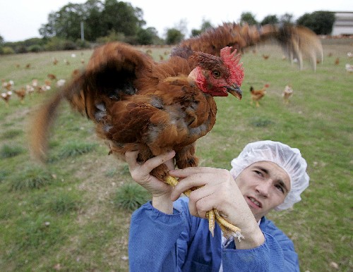 图片新闻·禽流感疫情蔓延 欧洲引起恐慌