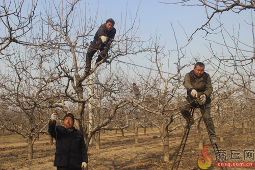 宁陵县组织技术人员指导果农修剪果树