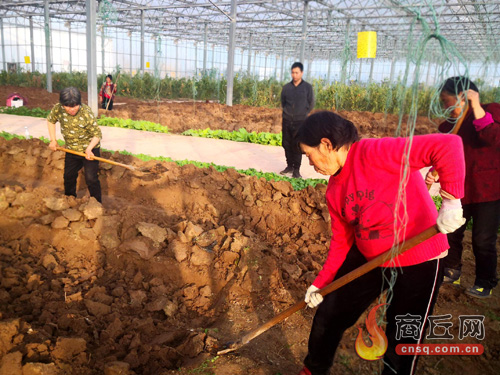 亚新体育睢县城郊乡大力发展高效农业种植(图1)