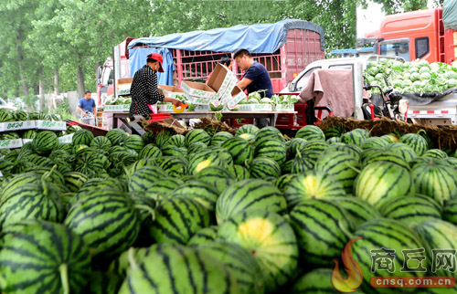 整體價格與往年持平！今年夏邑18萬畝優質西瓜整體產量預計高于去年 