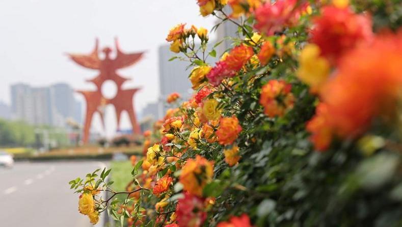 月季花开 争奇斗艳