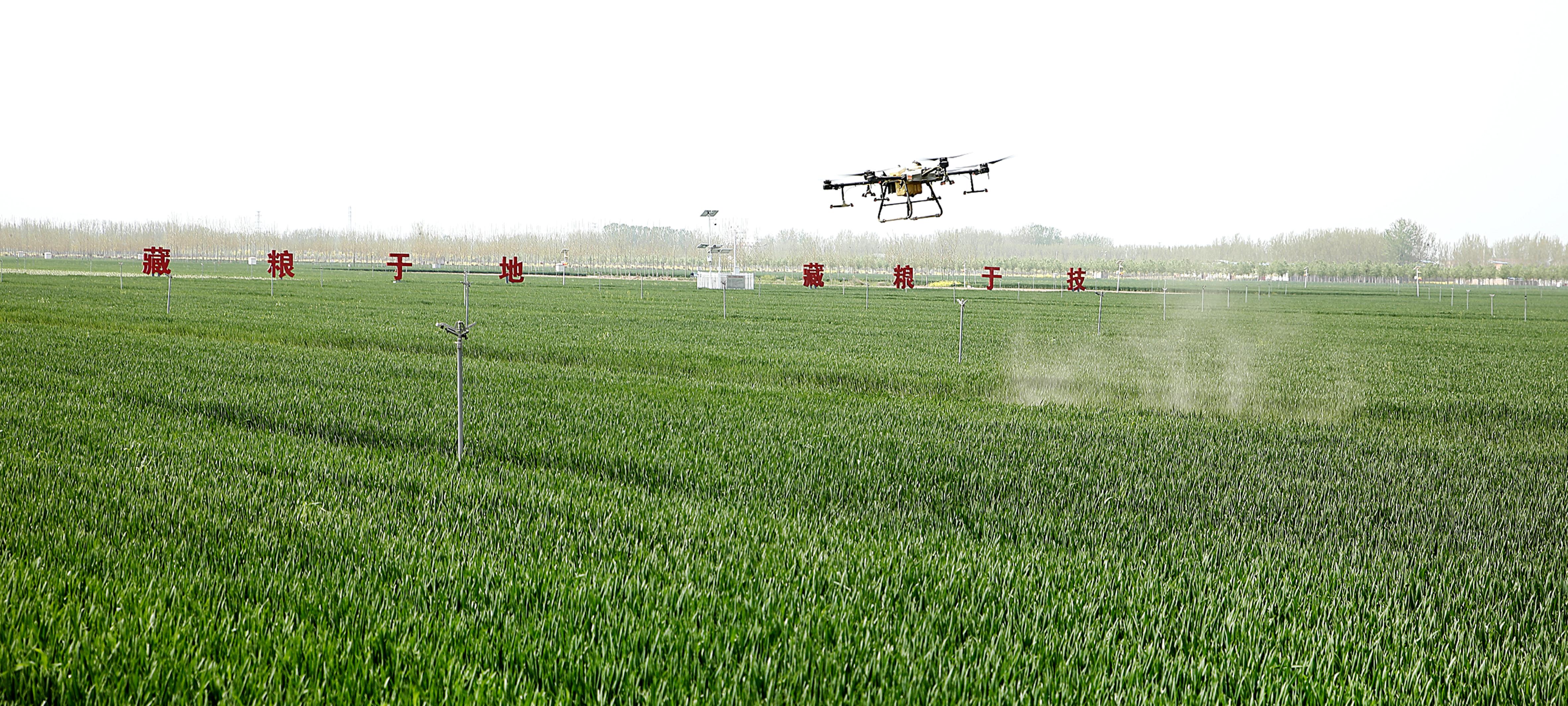 河南省开封市尉氏县张市镇沈家村的村民在利用无人机在张市镇万亩高标准农田对小麦进行喷施叶面肥。 李新义 摄.jpg