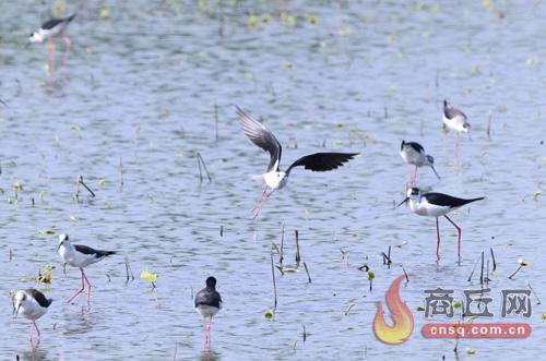 自由飞翔的感觉太美好了 81363_a641c6cb-54fd-4ba0-950b-245565c7bda0.jpg