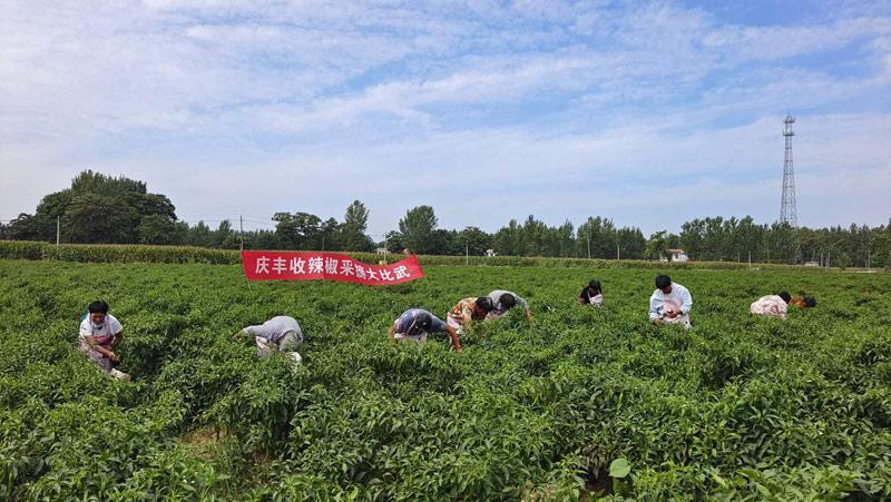梁园区特色农业蓬勃发展 推动乡村产业振兴