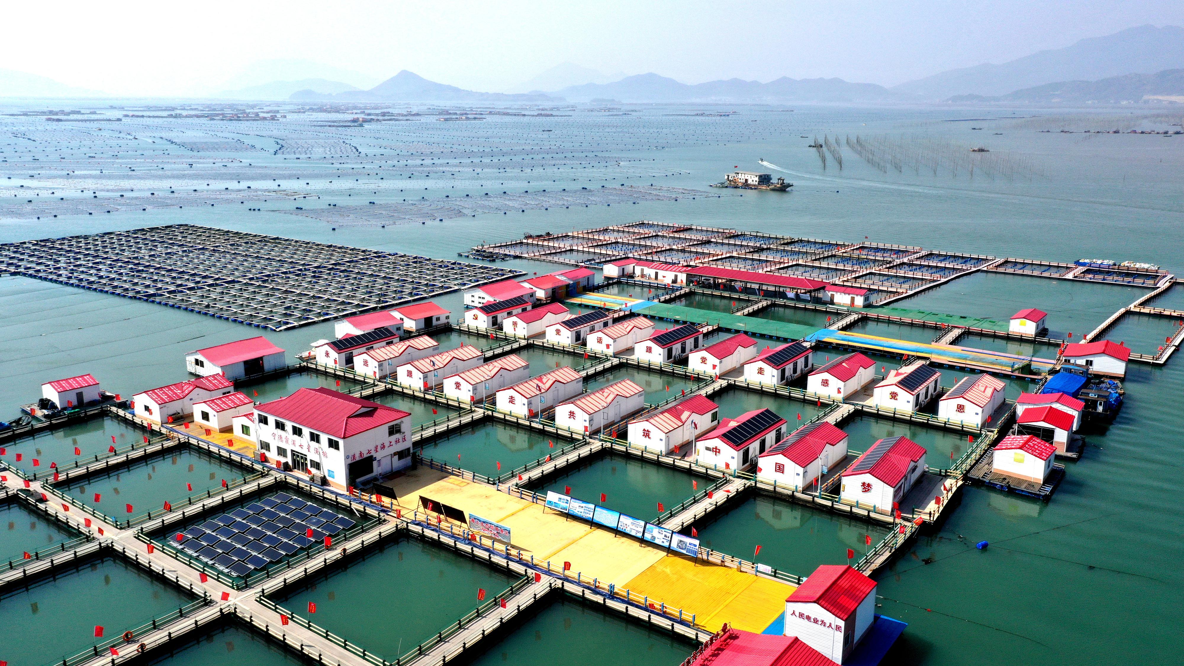 2024年3月20日,福建省宁德市,霞浦县溪南镇七星村渔排养殖示范区,渔民驾驶养殖船进行海参养殖作业。