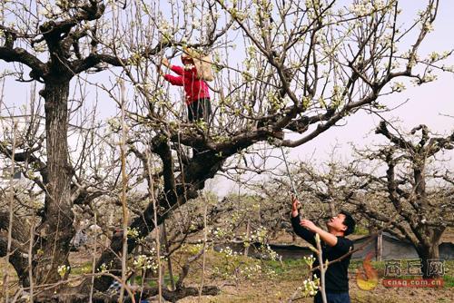 春暖梨花开 人工采花忙