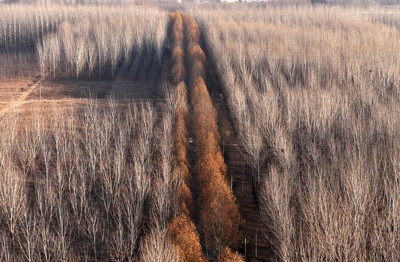 申甘林带 冬韵素雅